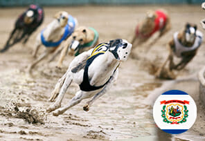 greyhound_and_horse_racing